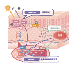 薩馥嵐®-DC(图1) 薩馥嵐®-DC(图1)