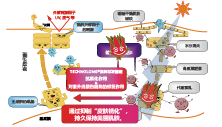 洛神花发酵液(图1)