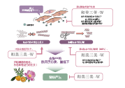 和美三美-W(图1) 和美三美-W(图1)