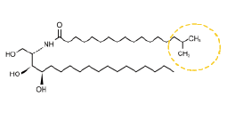 DS-CERAMIDE BP(图2)