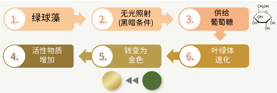 黄金小球藻多肽(图1)